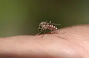 Mosquitoes Buzz as Edmonton's Rainy Weather Sparks Bug Explosion