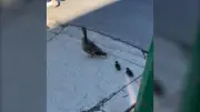 Mother duck reunited with ducklings after Saskatoon storm sewer rescue