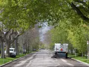 Nelson: Calgarians Adore Trees, But They Don't Love Us Back – A Call for Better Planning