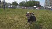 New Permanent Off-Leash Dog Park Proposed for Old Strathcona Edmonton