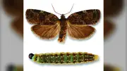 Nova Scotia’s Top Doctor Defends Spruce Budworm Plan Safety