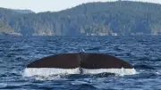 Ocean Week Victoria Events Invite Islanders to Explore Ocean Science and Conservation