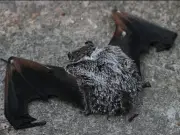 Ontario Boy Dies From Rabies After Bat Contact While Sleeping