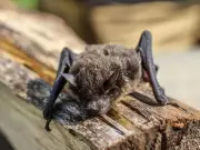 Ontario boy dies of rabies two years after bat contact without visible bites