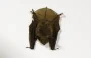 Ontario Child Rabies Death: Doctors Warn Public About Bat Contact