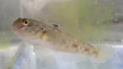 Ontario Invests in Invasive Species Prevention to Protect Great Lakes