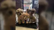 Ontario Rescues 25 Dogs Dumped in Fields Across Province