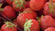 Ontario Strawberry Growers Report Strong Early-Season Demand