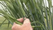 Optimism Grows Among Southern Alberta Farmers for Summer