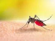 Organic Mosquito Control: Landscape Management Tips for Your Home