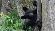 Ottawa Bylaw Warns Osgoode Residents to Watch for Bears After Sighting