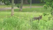 Ottawa Considers Aversion Conditioning for Orléans Coyotes