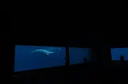 Ottawa endorses plan to move Marineland whales to US and Spain