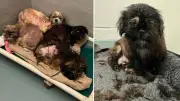 Over 20 Dogs Abandoned in Rural Southern Ontario, Humane Society Says