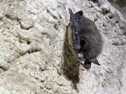 Parks Canada Fights White-Nose Syndrome in Alberta Bats