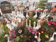 Porch Goose Trend Takes Flight: New Brunswick Locals Embrace Quirky Decor