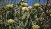 Prairie Summer: Water Returns to Deadhorse Lake Amid Blossoms and Wildlife