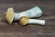 Psilocybin Improves Late-Stage Alzheimer's in Study