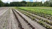 Quebec Farmers Devastated by Rainstorm and Flooding