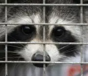 Quebec Launches Rabies Vaccination for Skunks, Raccoons Near Montreal