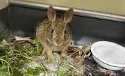 Rabbit Rescued After Struggling to Escape Swimming Pool in Barrie