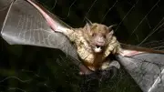 Rabies Confirmed in Bats: Hamilton Public Health Issues Warning