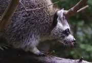 Raccoon Rabies Outbreak Still Growing in Quebec: Public Health Officials