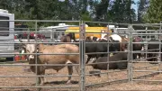 Ram Rodeo Takes Over Orillia Fairgrounds in Severn Event