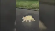 Rare Albino Porcupine Spotted in Upper Kingsclear Near Fredericton