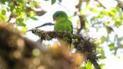 Rare Blue-Fronted Lorikeet Spotted in Indonesian Mountain Forest After a Century