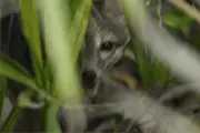 Rare Cozumel Dwarf Fox Photographed Alive After 20 Years of Uncertainty