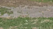 Recent Rains Bring Optimism and Challenges for Southern Alberta Farmers