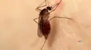 Saskatoon Warns of Increased Mosquito Activity After Rain