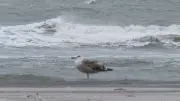 Seagulls Linked to Beachgoer Diarrhea and Nausea, Study Finds