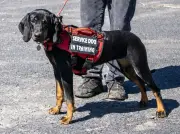 Service Dog Etiquette: Critical Guide for Handlers and Public