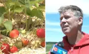 Strawberry Season in Full Swing at Simcoe County Farm