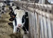 Supply Management Costs Canadians $244 Per Year: MEI Study