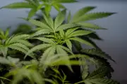 Supreme Court Rules in Favor of Marijuana User's Gun Rights