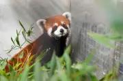Taipei Zoo Welcomes Red Pandas from China in Historic Exchange