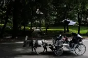 Teenager Dies After Fall from Horse-Drawn Carriage in Central Park