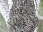 Tent Caterpillars Swarm Edmonton Before Transforming into Moths