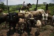 Texas Screwworm Outbreak Could Raise Canadian Beef Prices