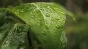 The Soothing Sound of Rain on Leaves and Truck Roofs