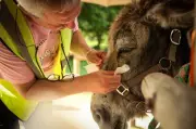 Therapy Donkeys Help Patients at Psychiatric Hospital Near Paris