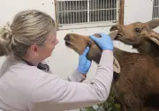 Three orphaned moose calves rescued at Muskoka wildlife sanctuary