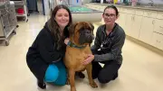 Tick-borne diseases in dogs rising in Nova Scotia, vets warn