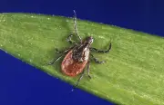 Tick Reports Surge in Canada: North Bay Area Most Affected