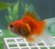 Toronto Goldfish Predicts All 2026 World Cup Match Winners