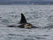 Trading Oil for Orcas: A Bargain Canada Can't Afford