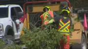 Tree Falls on Bowness Road in Calgary During Windy Wednesday